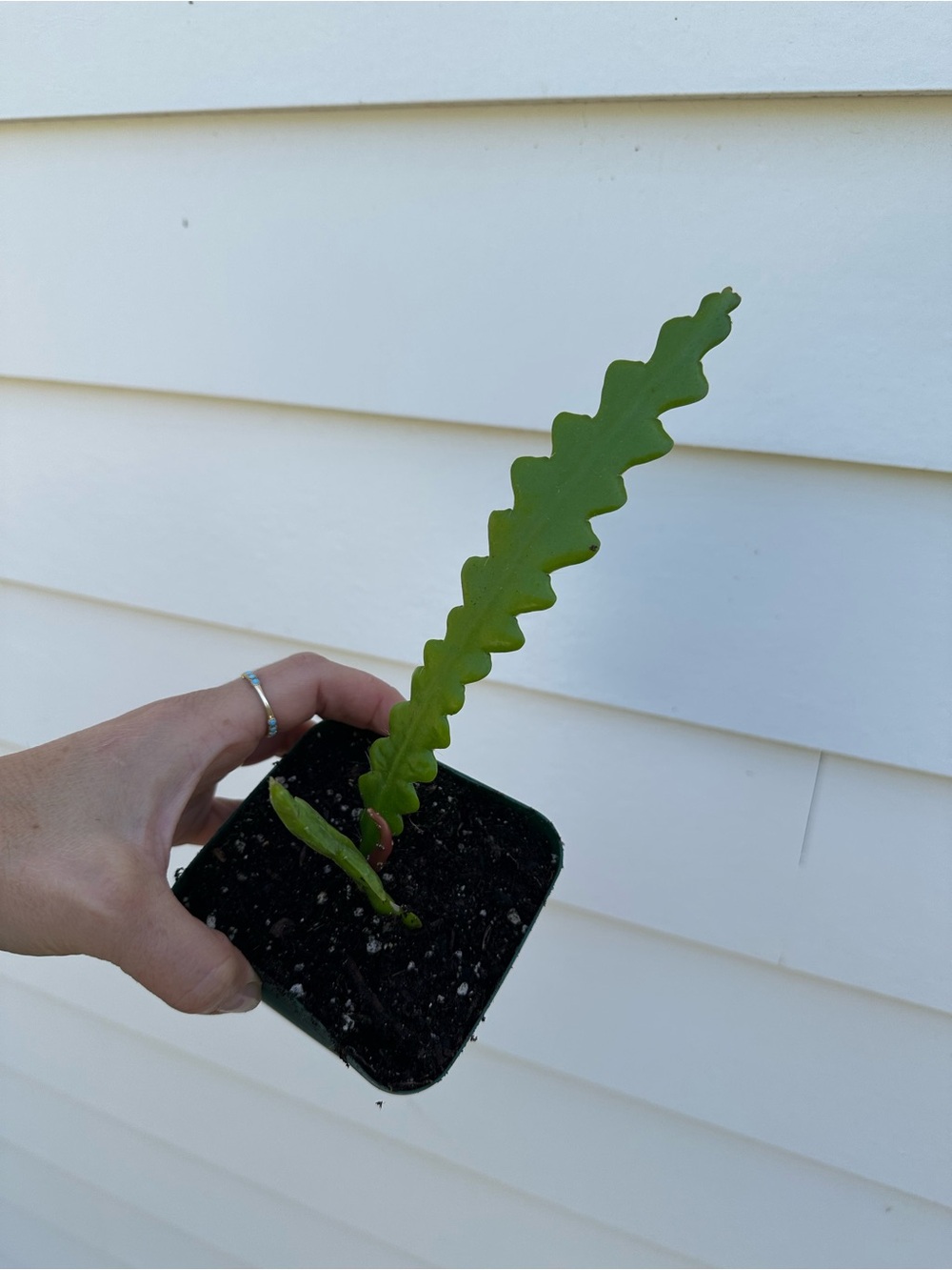 Fishbone Cactus / Ric Rac Cactus – 4” Pot